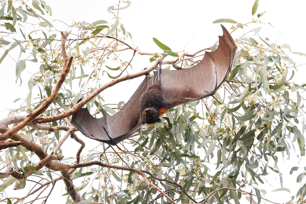 Black Flying Fox