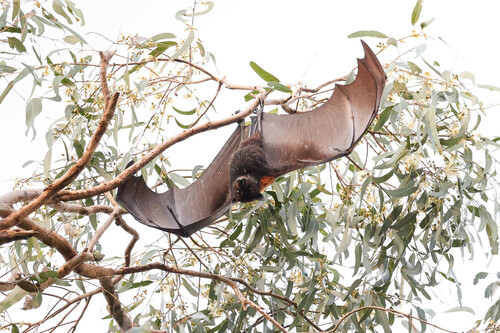 Black Flying-fox