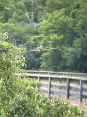 Empidonax traillii