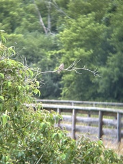 Empidonax traillii