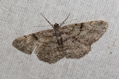 Peribatodes rhomboidaria