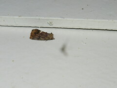 Hypsoropha hormos