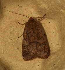 Agrochola nitida
