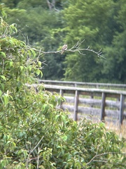 Empidonax traillii