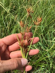 Rhynchospora macrostachya
