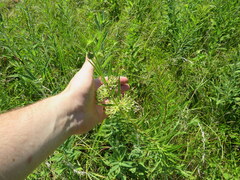 Asclepias hirtella