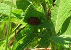 Chelymorpha cassidea