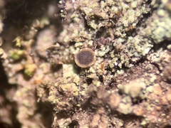 Rinodina papillata