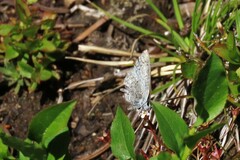 Celastrina echo sidara