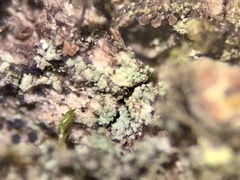 Rinodina papillata