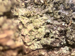 Rinodina papillata