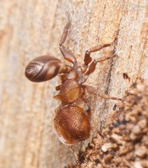 Cephalotes umbraculatus