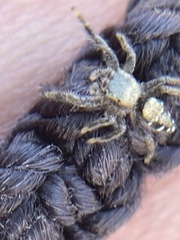 Paraphidippus basalis