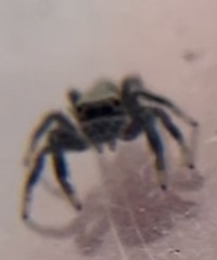 Paraphidippus basalis