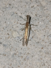 Pleurotinae