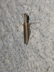 Pleurotinae