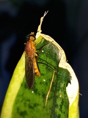 Ptecticus insularis