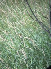 Spinus tristis