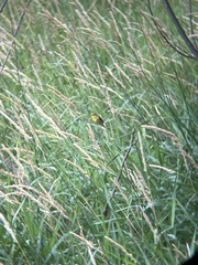 Spinus tristis