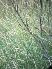 Spinus tristis