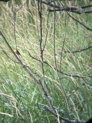 Spinus tristis