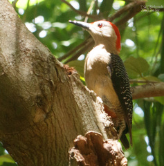 Melanerpes aurifrons