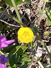 Potentilla nivea