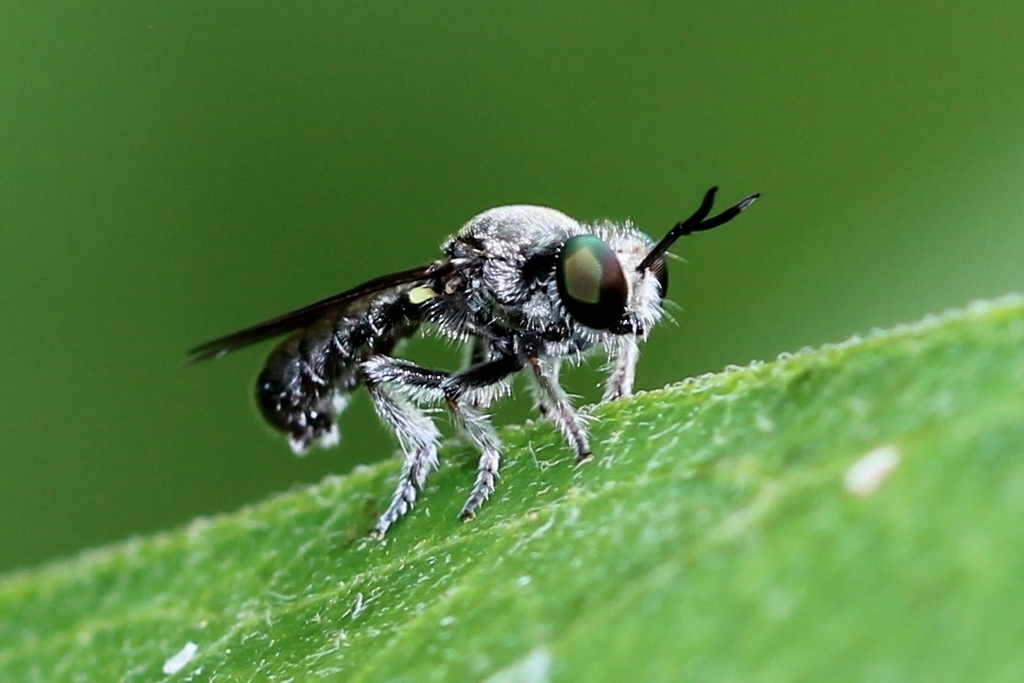 White-faced Micropanther