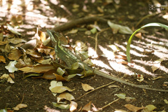 Basiliscus vittatus