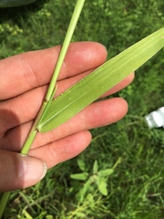 Urochloa platyphylla