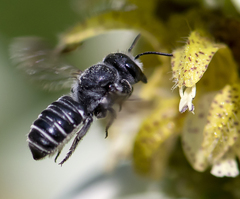 Megachile exilis