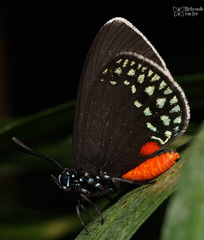 Eumaeus toxea