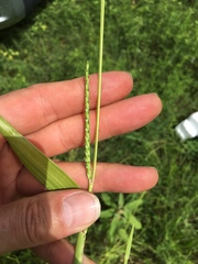 Urochloa platyphylla