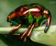Eurhinus