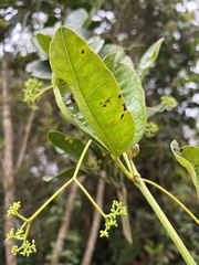 Cissus trianae