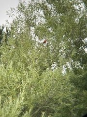 Cardinalis cardinalis