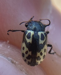 Zygogramma signatipennis