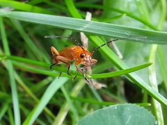 Rhagonycha fulva