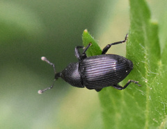 Baris artemisiae