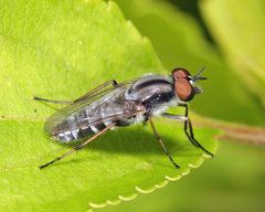 Ozodiceromyia notata