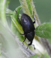 Baris artemisiae