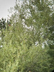 Cardinalis cardinalis