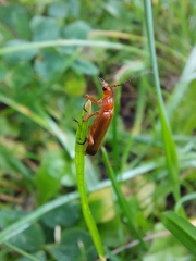 Rhagonycha fulva