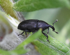 Baris artemisiae