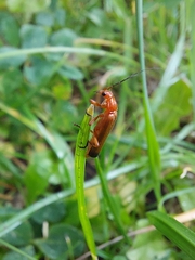 Rhagonycha fulva