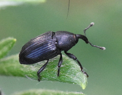Baris artemisiae