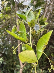 Cissus trianae