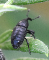 Baris artemisiae