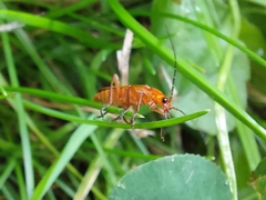 Rhagonycha fulva