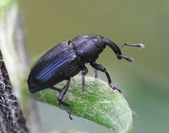 Baris artemisiae